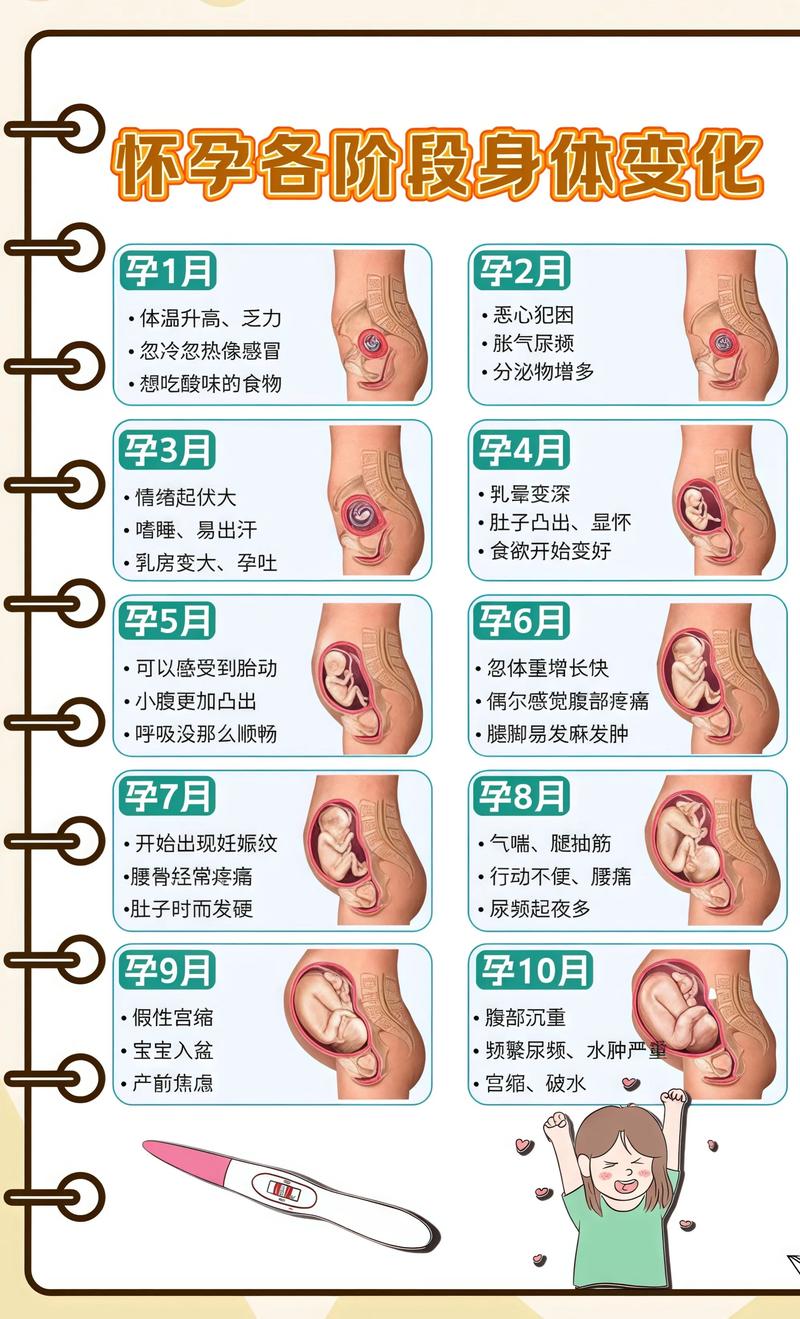 揭秘供卵代孕妈妈怀孕小腹分两节，孕期变化的奥秘大足代生机构: